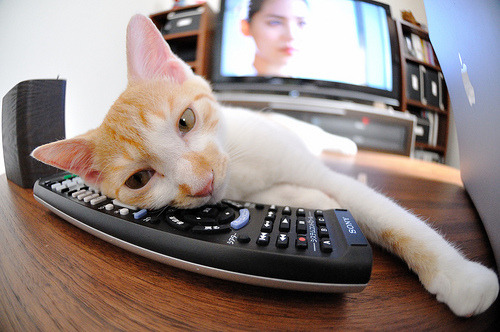 男子羽毛球汤姆斯杯中国成功卫冕,汤姆斯杯_中国男羽晋级四强