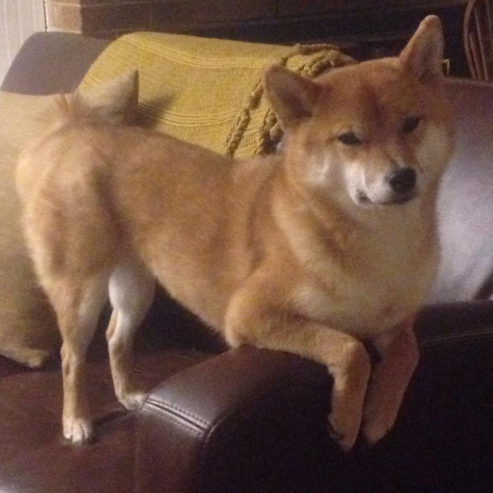 加拿大乒乓队的未来:如何提升教练团队与球员的互动与协作,现任加拿大乒乓球教练