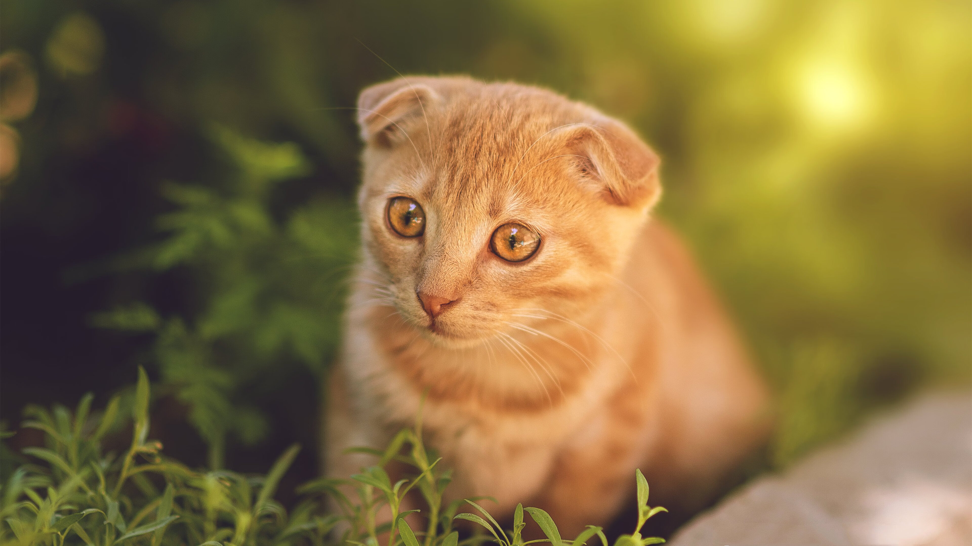 开云官方-瑞典乒乓球队未来的竞争力：突破与持续进步的双轨并行，瑞典乒乓球队员名单