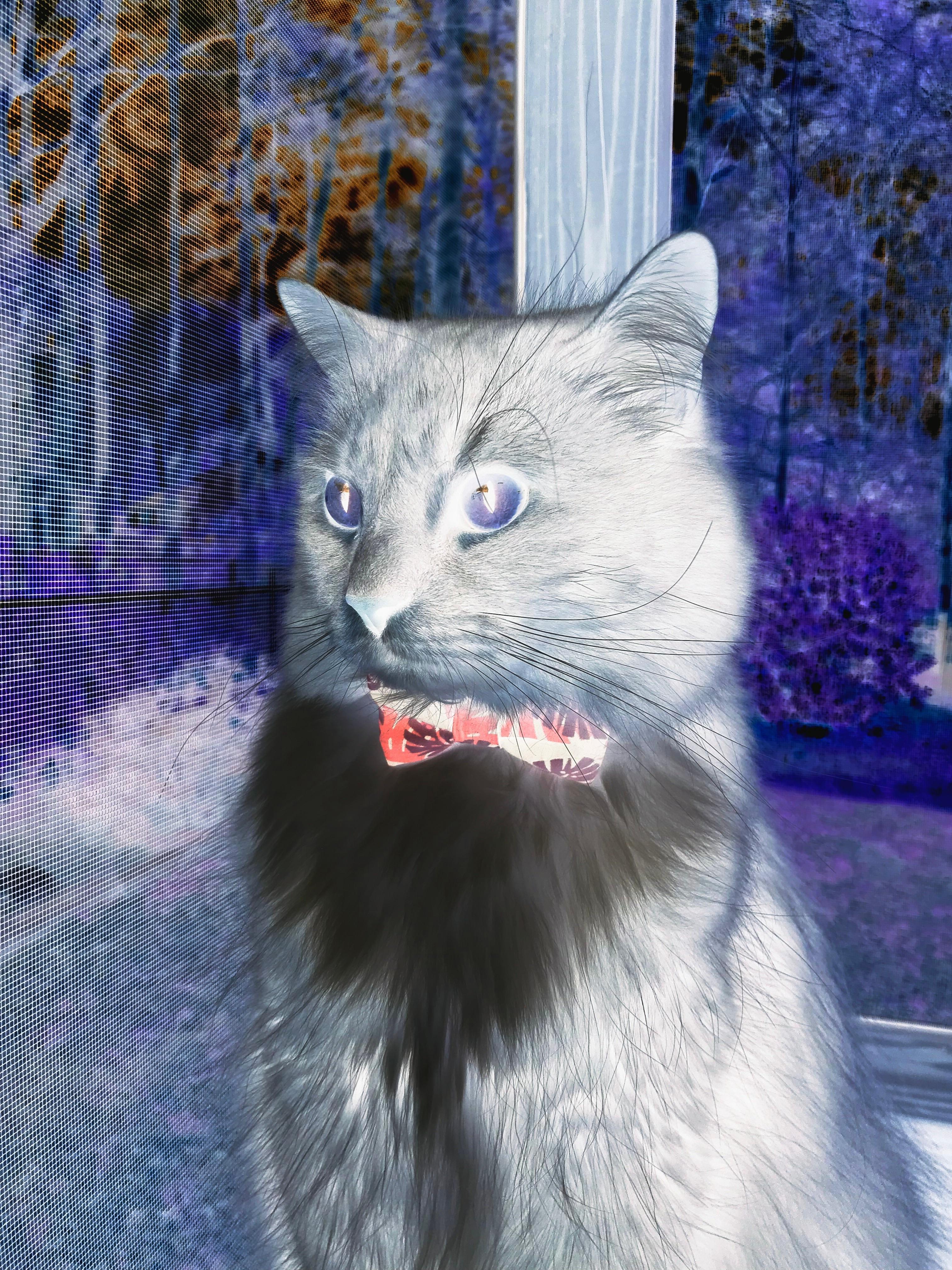 青少年马术公开赛强调马匹人文关怀教育，青少年马术障碍赛