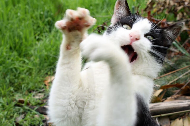 “美洲狮队的全能球员成就阿根廷橄榄球的腾飞”