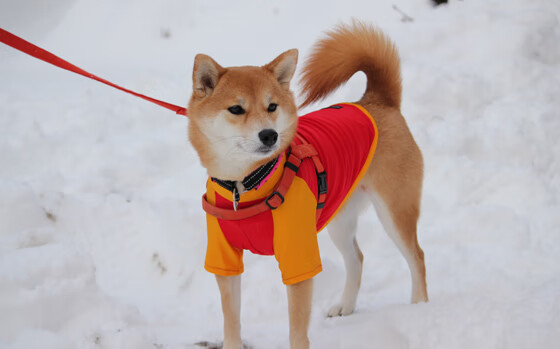 体育新闻中心发布国家高水平训练队遴选方案，教育部与体育总局关于高水平运动队招生的新规