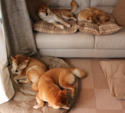 塞尔维亚女篮在国际赛场中奋勇拼搏，夺取佳绩