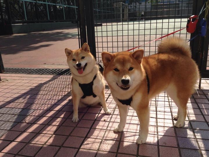 水球焦点战希腊稳守反击奏效，水球射门
