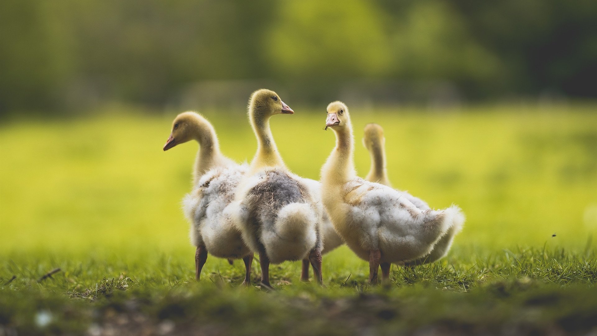 洛杉矶湖人在NBA季后赛中激战正酣,冲击总冠军