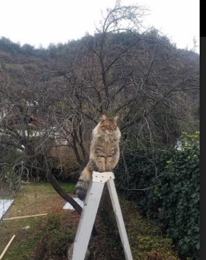 火箭二年级球员成长迅速已成主力，二年级画火箭怎么画手抄报