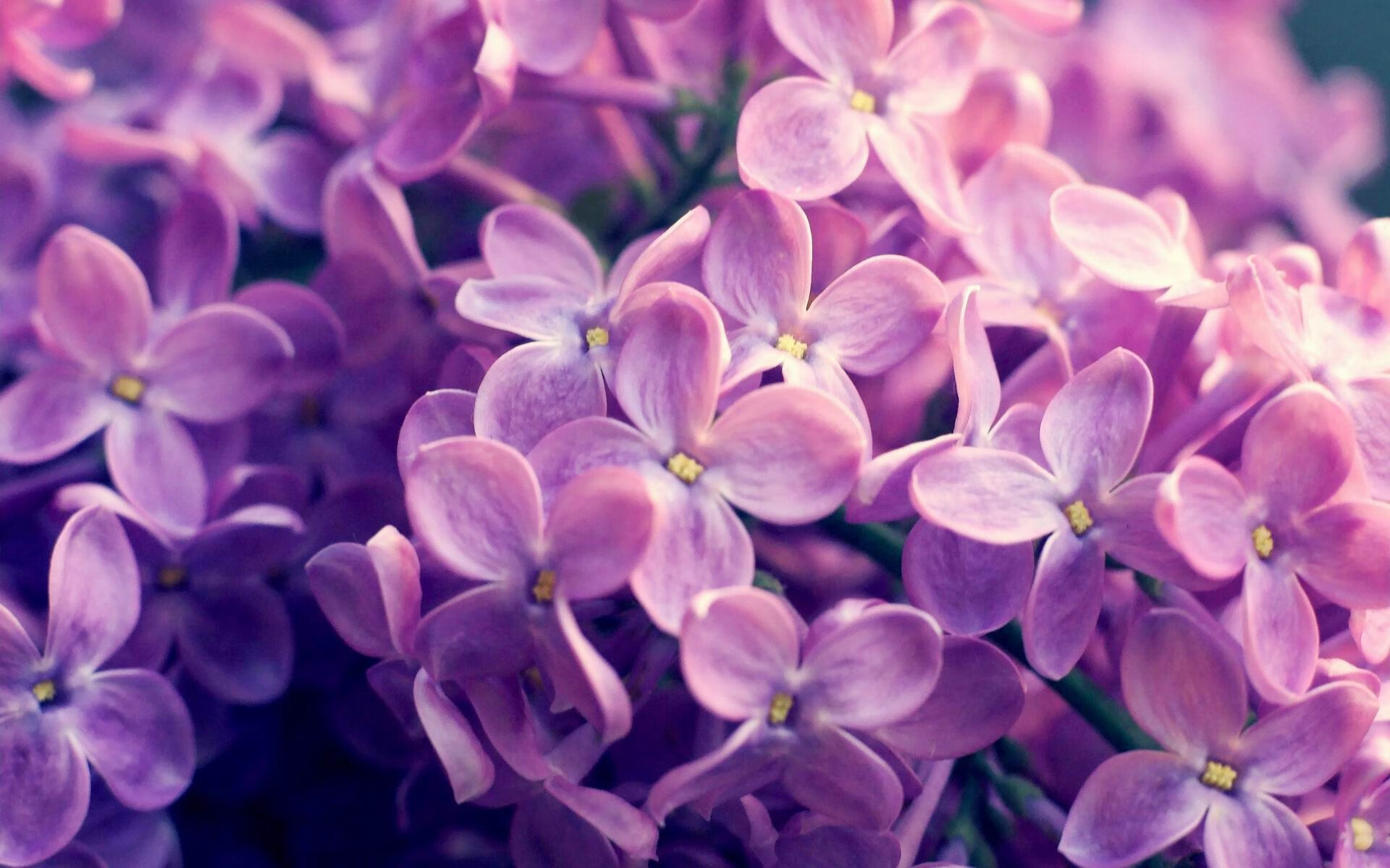 湖人内线组合赛场配合渐入佳境,湖人 内线