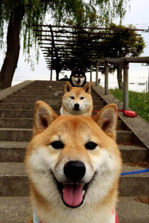 范奥特尔戴克赛后：已拼尽全力，范戴克集锦